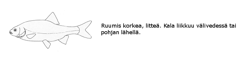 Särkikalat ja ahvenkalat