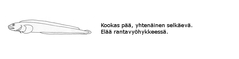 Kivinilkat ja teistit