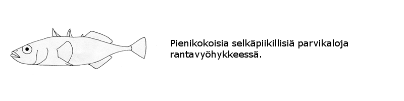 Piikkikalat