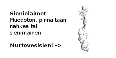 Sienieläimet
