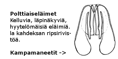 Kampamaneetit