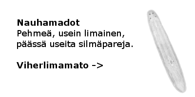 Nauhamadot