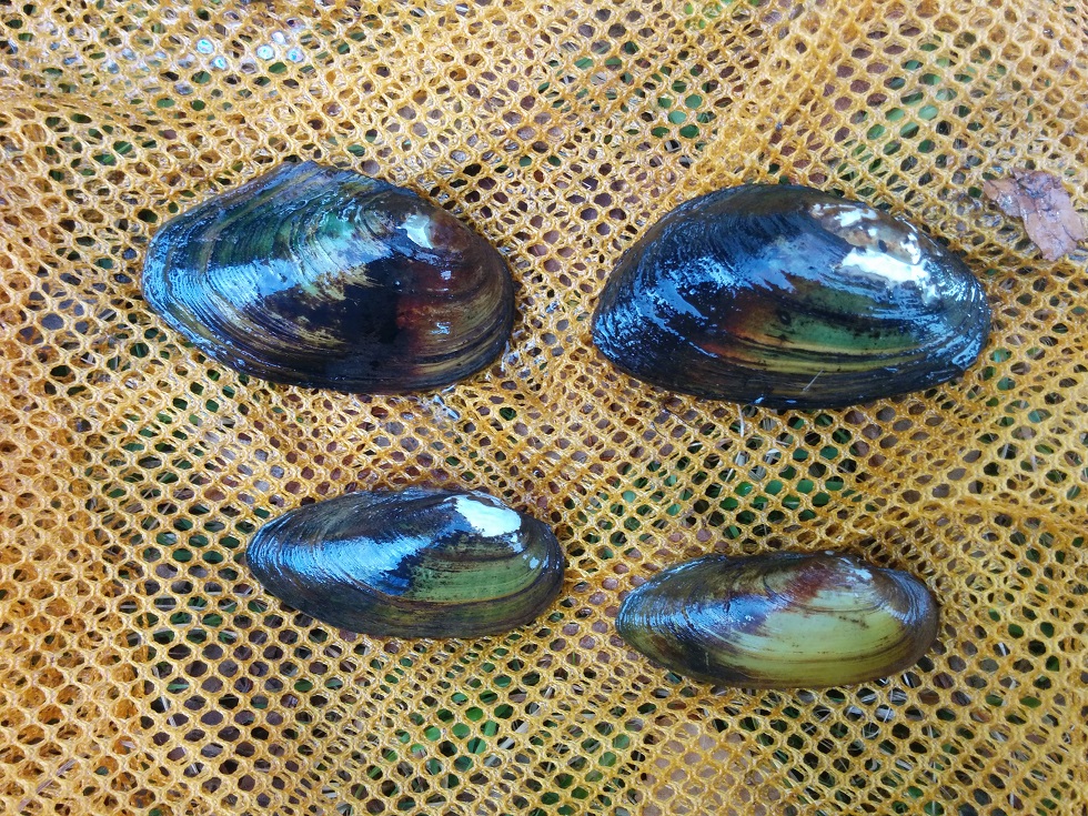 Simpukoita, neljää eri lajia.