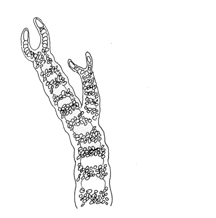 Punahelmilevä (kuva: A. Hemmi 2000).