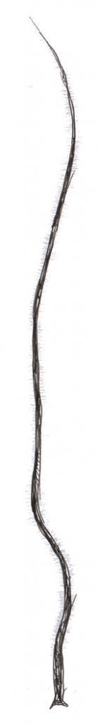 Jouhilevä (kuva: A. Hemmi 2000).