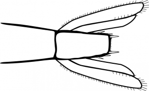 Kaspianmassiaisen pyrstön päättölevy loveton ja tasainen, ulkoreunoilta pienten piikkien ympäröimä ja jonka molemmissa kulmissa on pitkät piikit (kuva: N. Nappu).