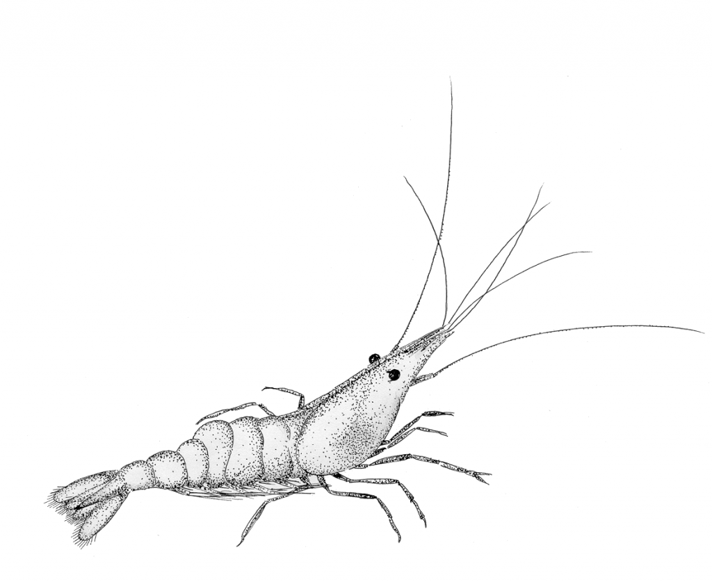 Leväkatkarapu (kuva: A. Hemmi 2000).