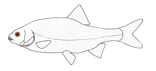 Särki (Kuva: A. Hemmi 2000 Kolin 1983 mukaan).