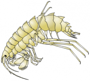 Jättikatka (Gammaracanthus lacustris).