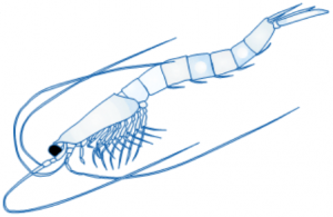 Jäännehalkoisjalkainen (Mysis_relicta).