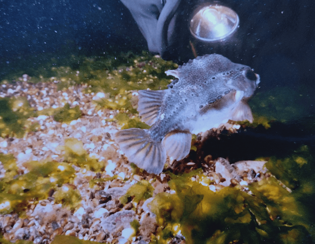 Rasvakala (Cyclopterus lumpus). Kuva: Niko Nappu.