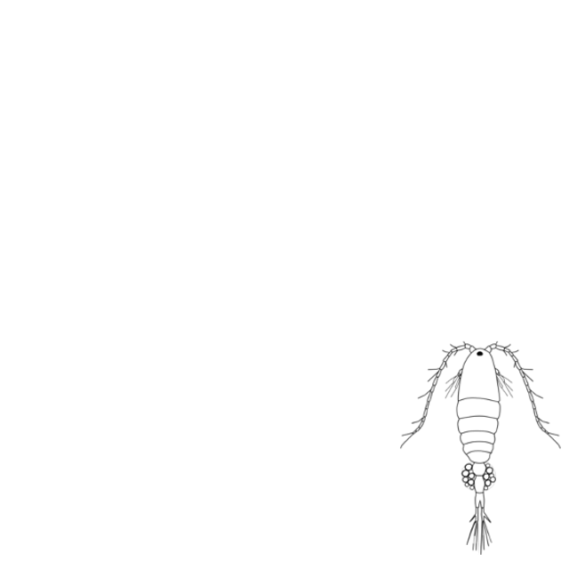 Calanoida animated