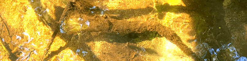 Vesiperhosista